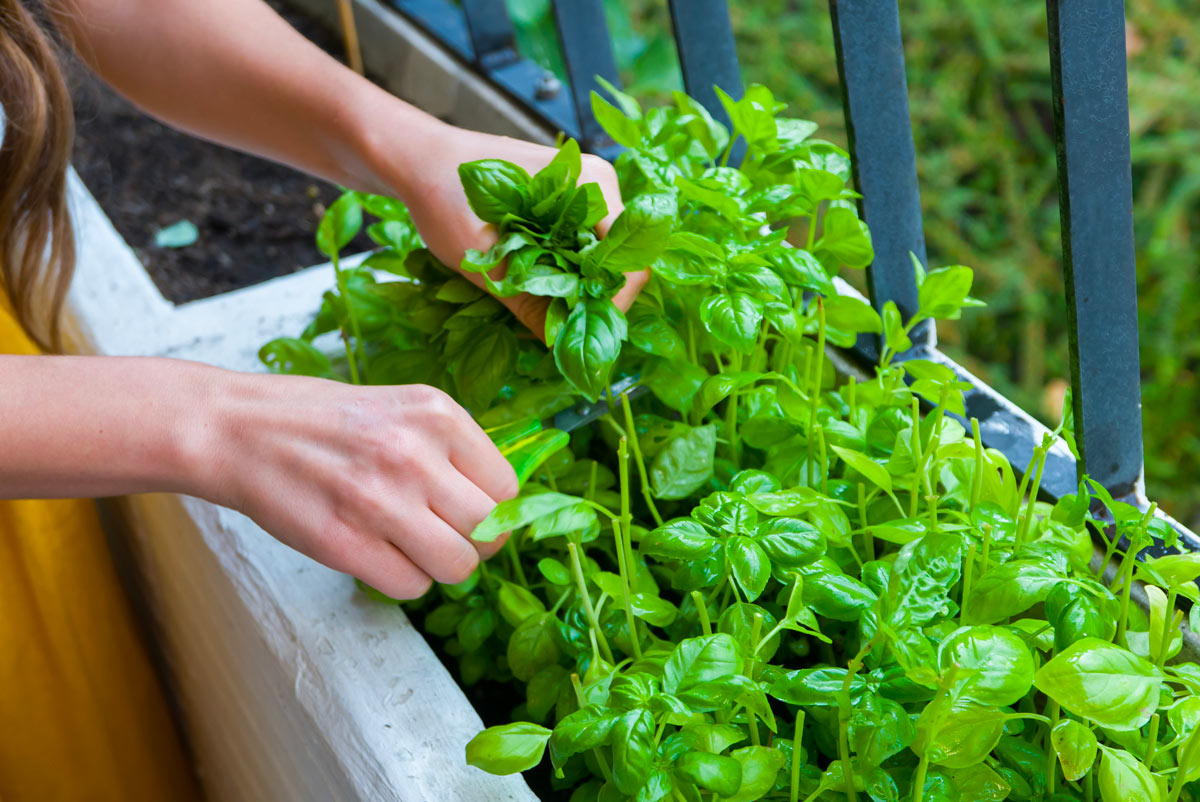 Plantes anti-moustiques pour jardin et balcon.