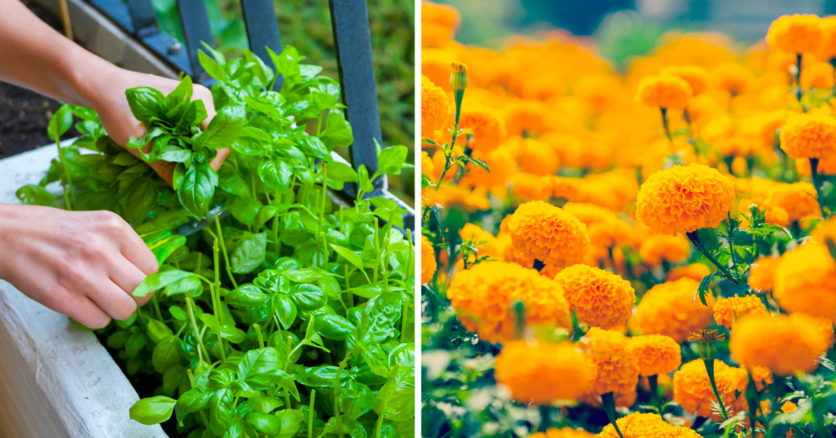 Plantes anti-moustiques pour jardin et balcon.