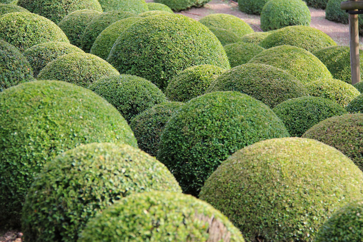 buis pour une décoration originale dans le jardin