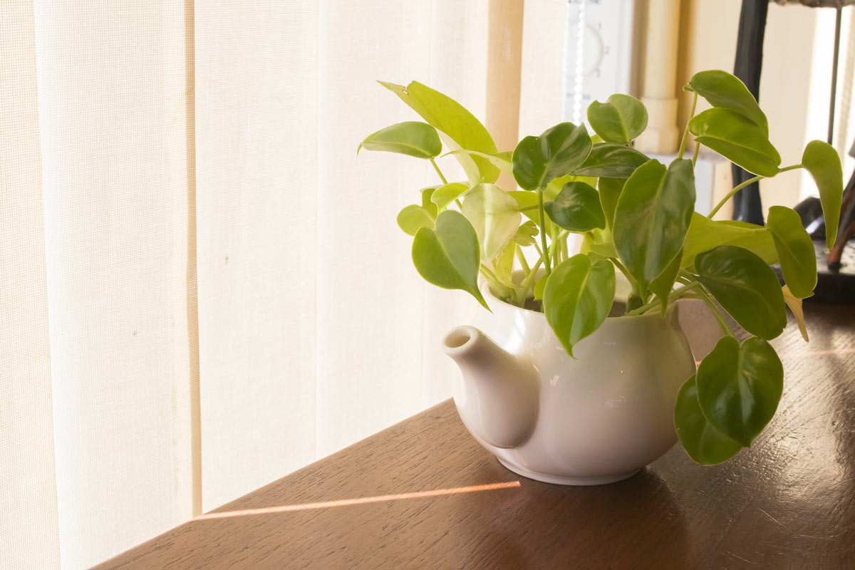 Décorer la maison avec le Pothos.