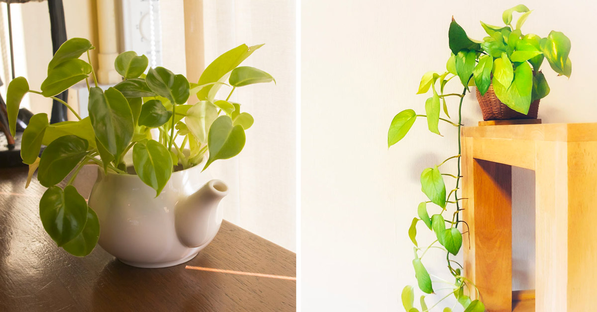 Décorer votre maison avec la plante Pothos.