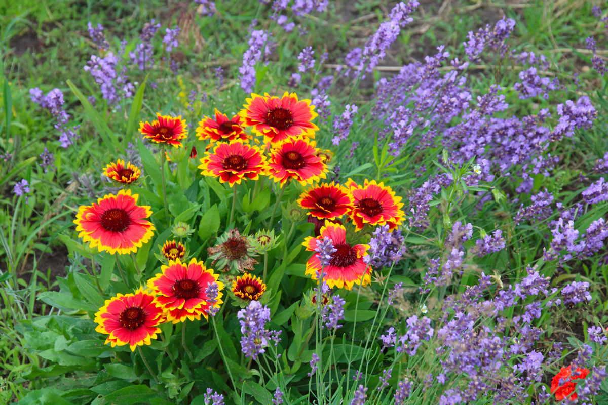 Gaillardia, fleurs colorées en automne.