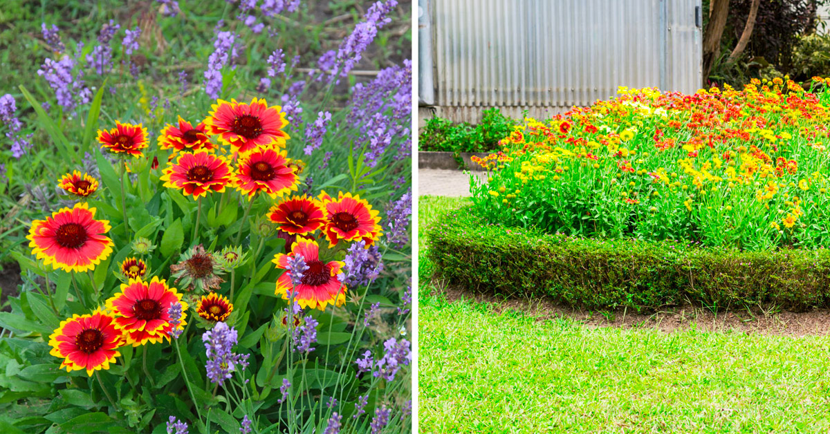 Gaillardia, fleurs colorées en automne.