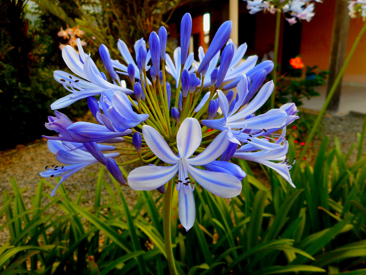 belles fleurs bleues d’automne