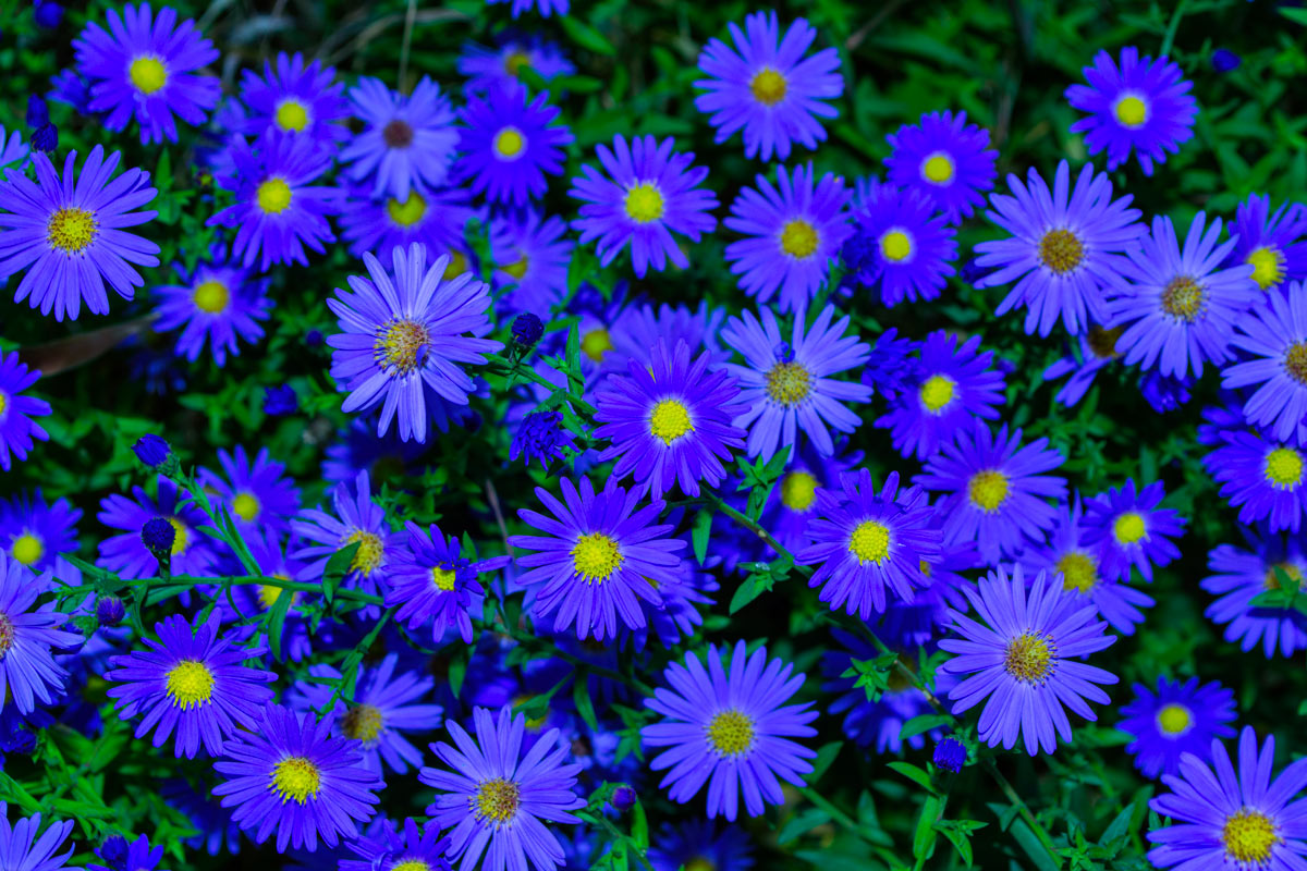 belles fleurs bleues d’automne