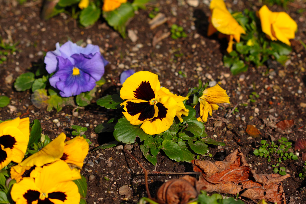 variétés de fleurs colorées en automne