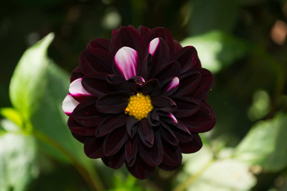 Comment cultiver la Dahlia noir.