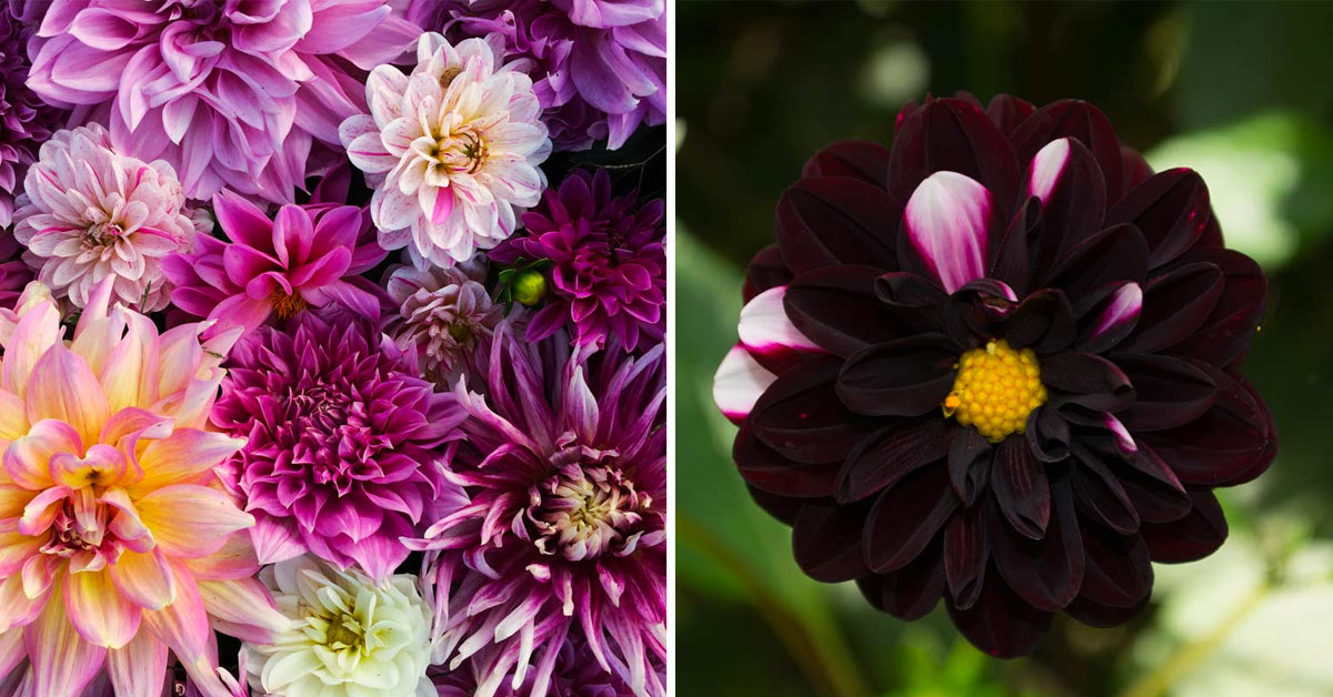 Comment cultiver la Dahlia noir.