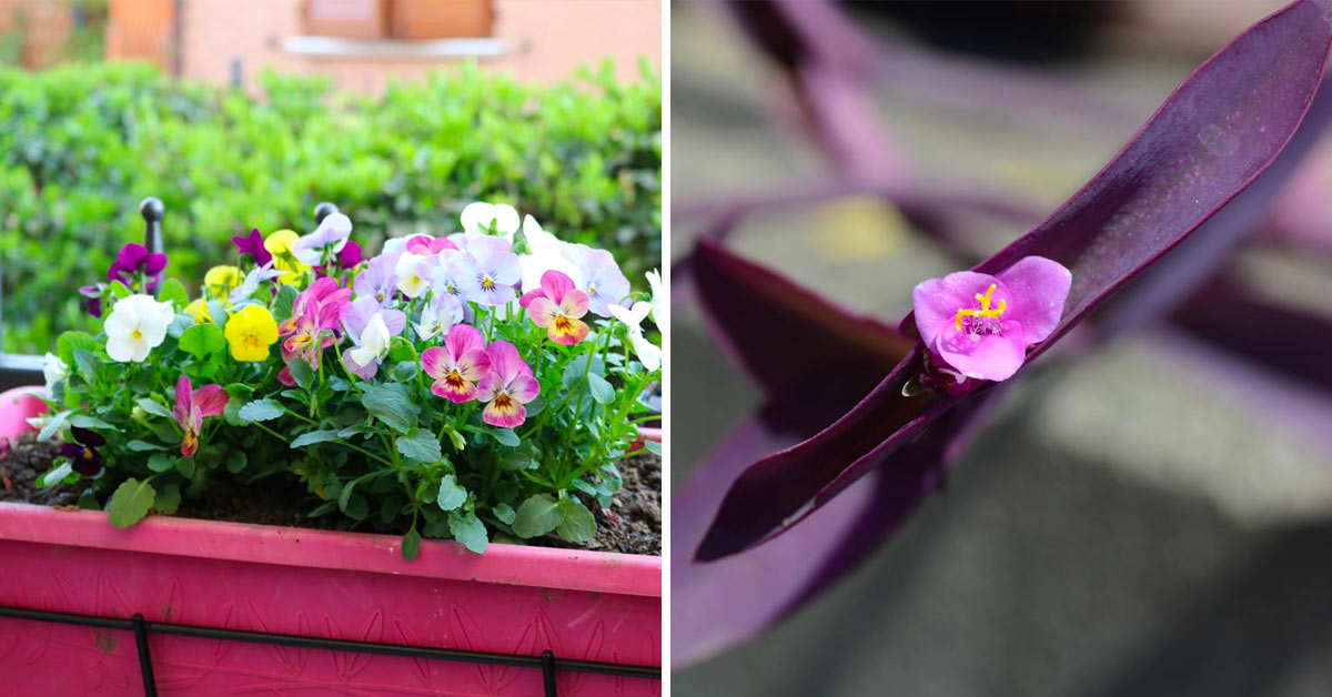 Les fleurs à faire pousser en pot en automne.