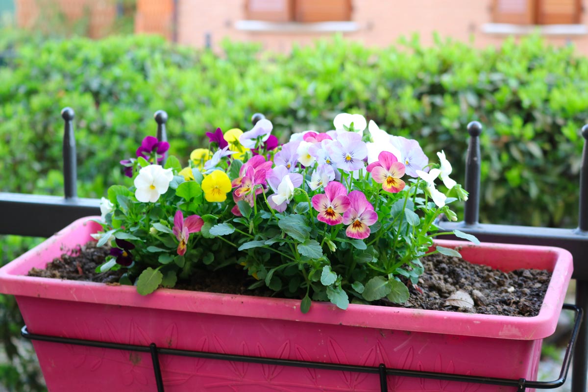 Quelles fleurs peut-on faire pousser en pot en automne