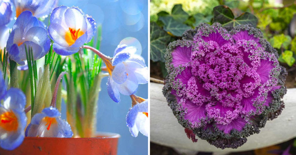 Plantes d'hiver résistantes au froid.