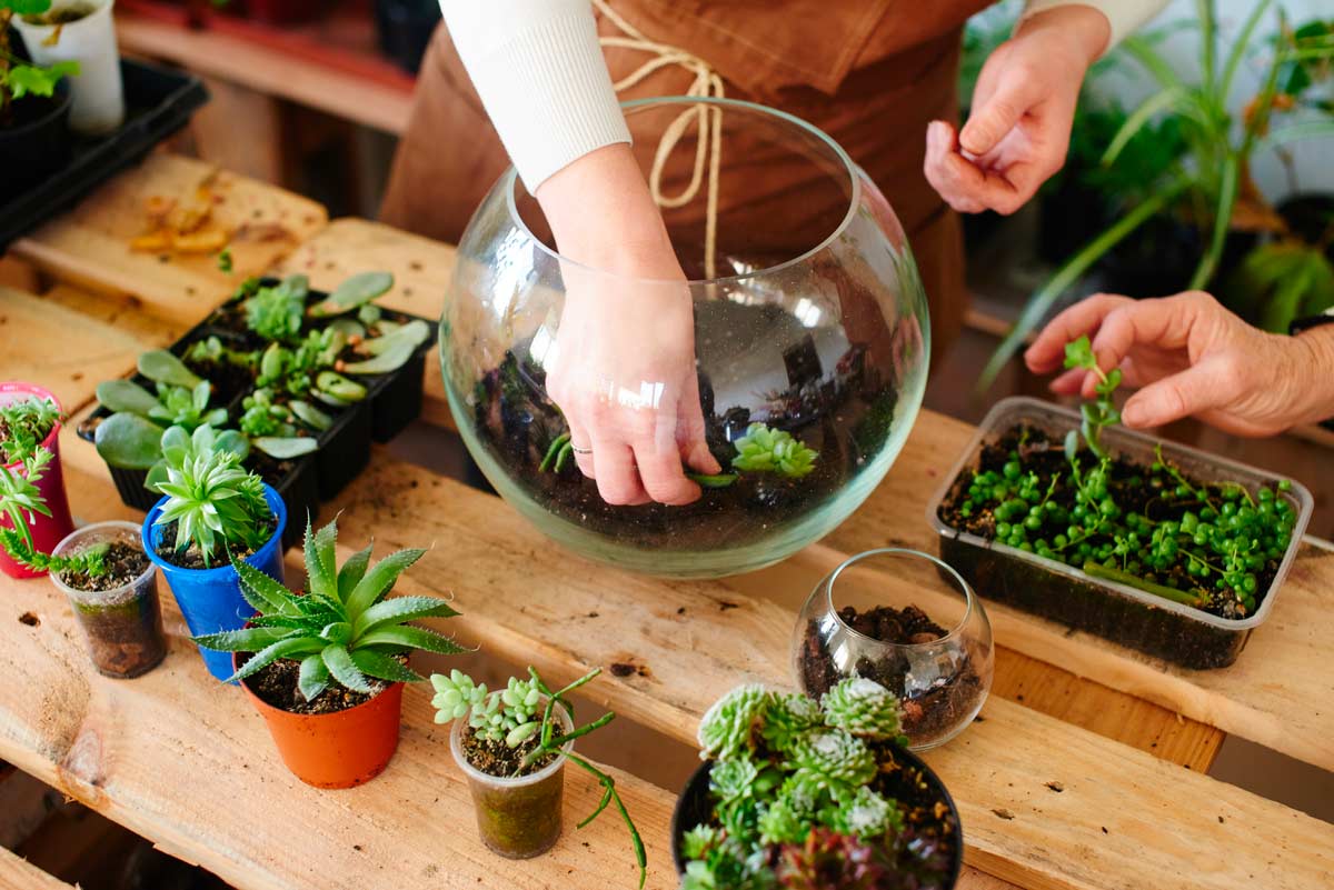 Réaliser un terrarium de succulentes.