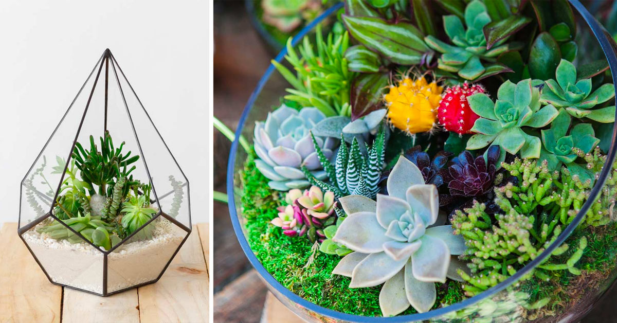 Réaliser un terrarium de succulentes.