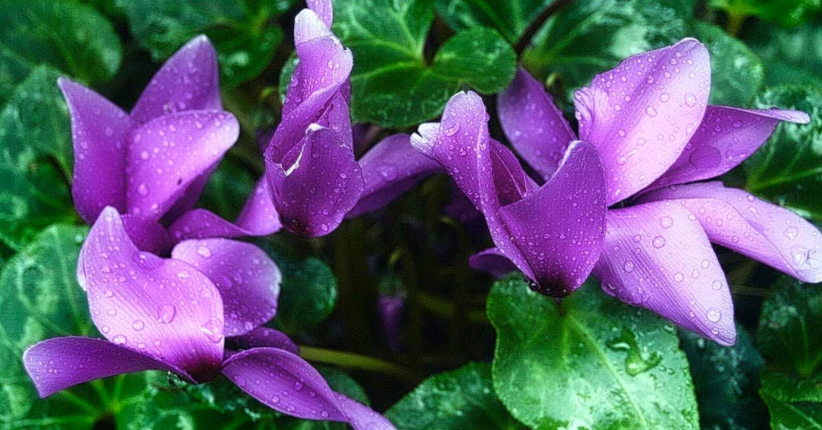 Comment cultiver le cyclamen en pot.