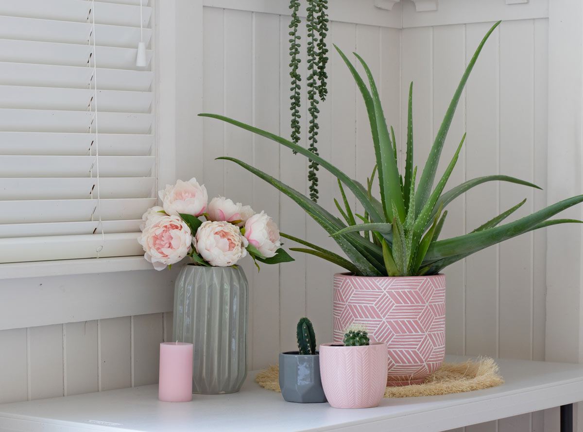 Aloe vera, une plante d'intérieur anti-humidité décoratives placée dans un vase rose.
