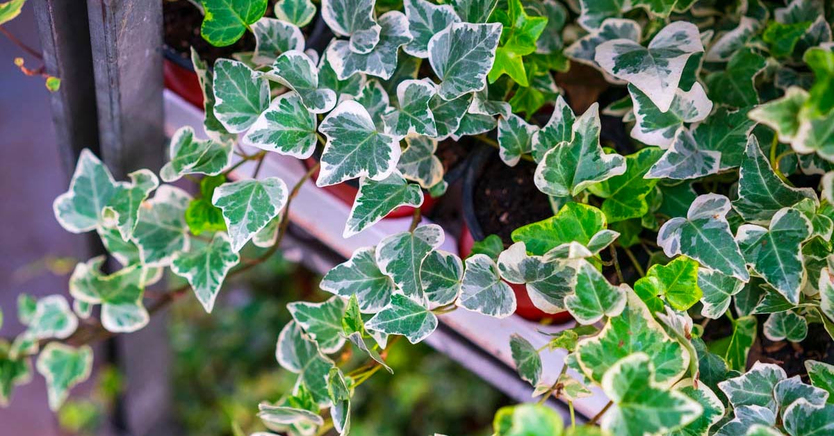 Lierre plante décoration jardin.