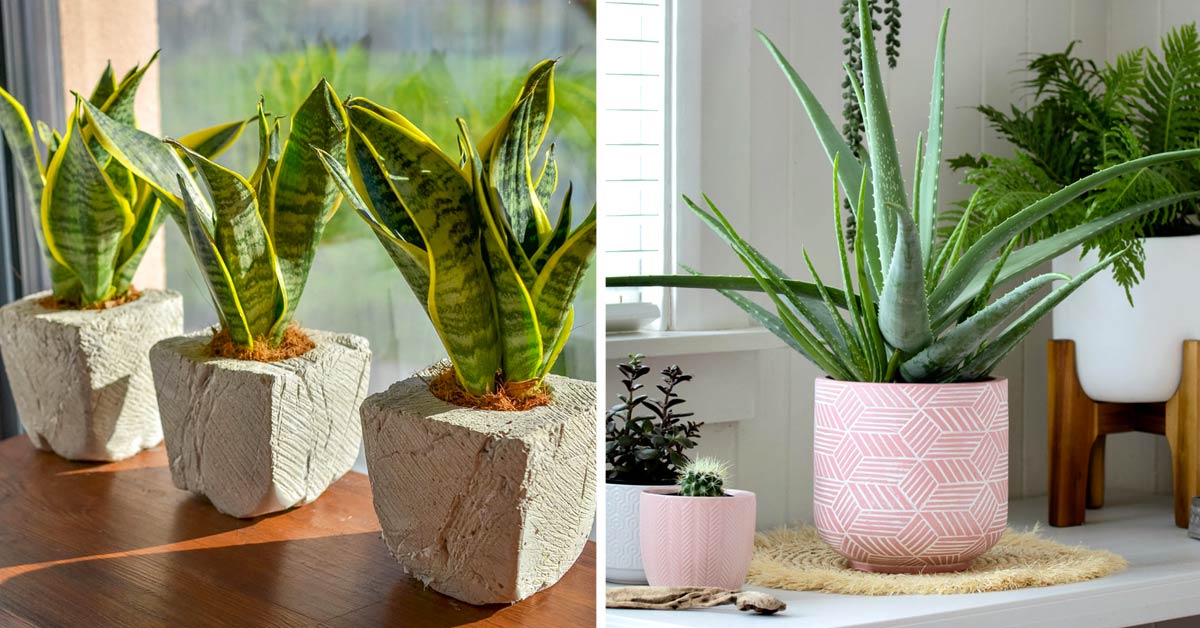 Plantes d’intérieur qui purifient l’air de votre maison.