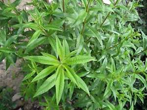 Plantes anti-moustiques