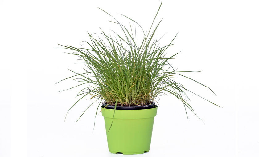 Plantes anti-moustiques