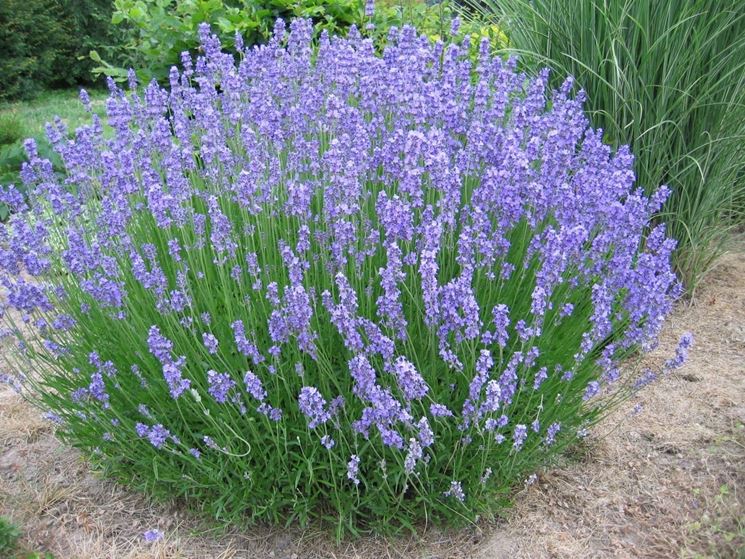 Plantes anti-moustiques