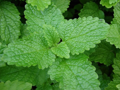 Plantes anti-moustiques
