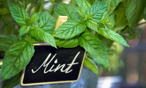 Plantes anti-moustiques