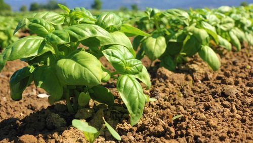 Plantes anti-moustiques