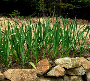 Plantes anti-moustiques