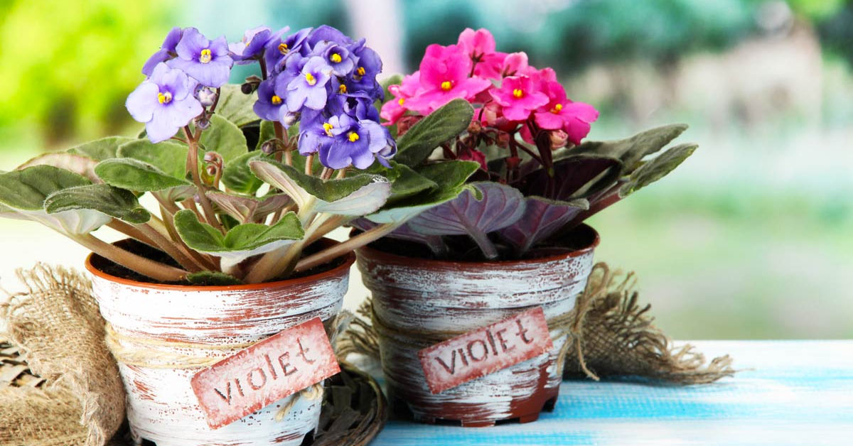 Saint-Paulia ou violette africaine, une plante d'hiver d'intérieur  super-décorative