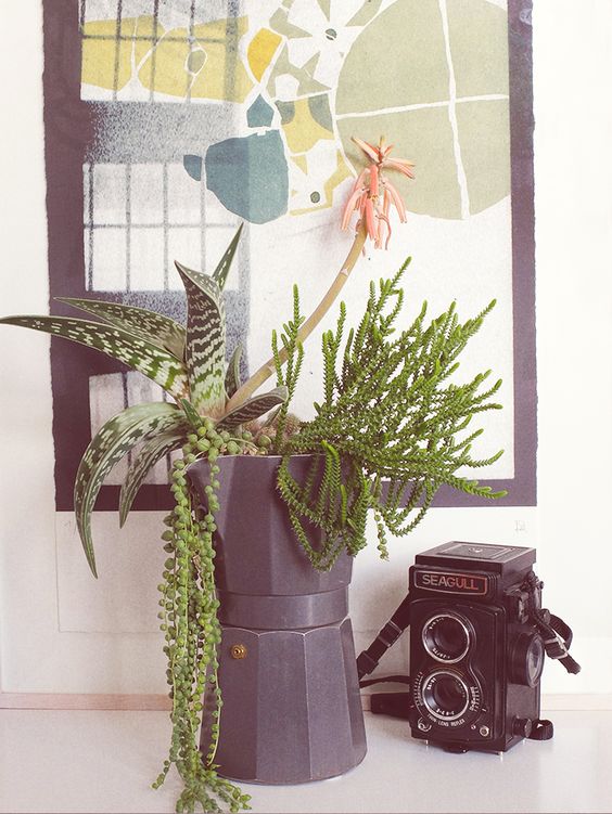 cafetière Moka avec des plantes grasses