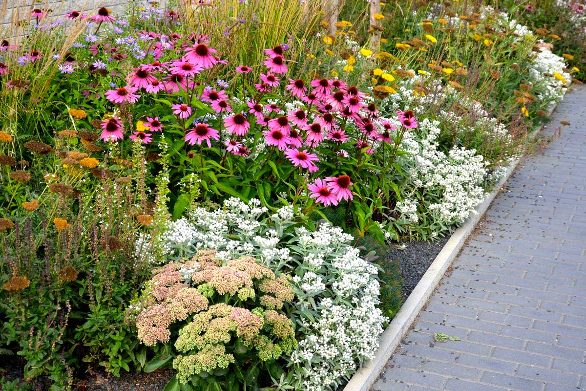 Décorer les parterres de jardin avec de l'échinacée