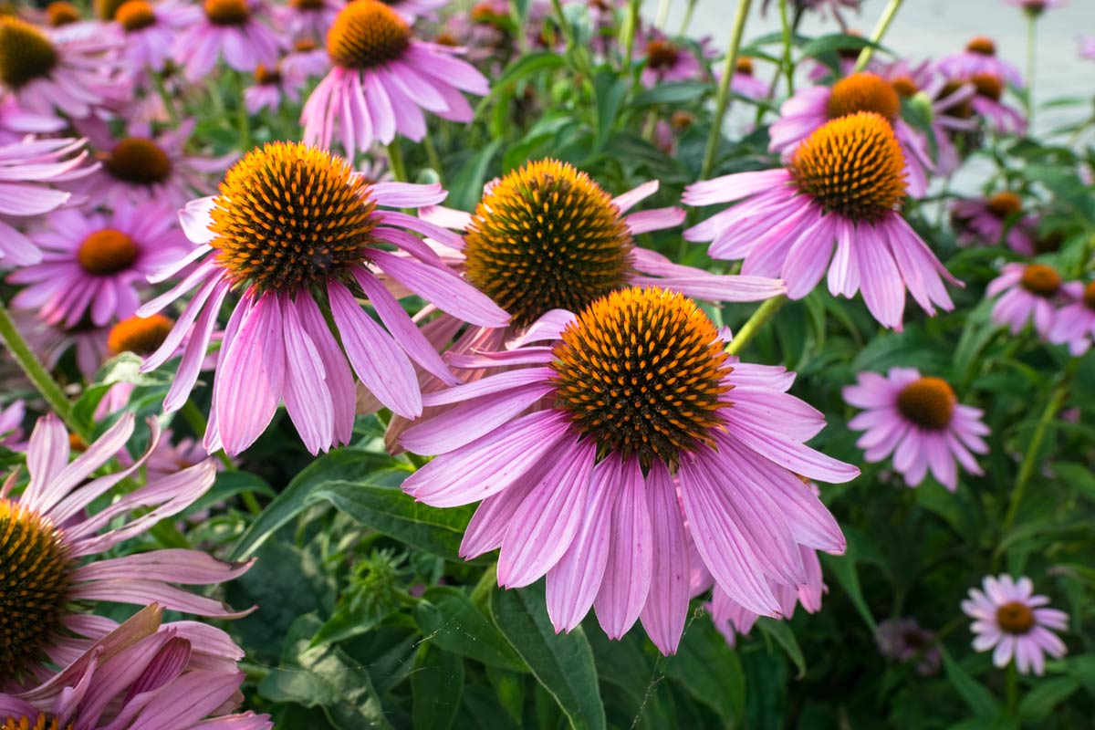 Décorer les parterres de jardin avec de l'échinacée