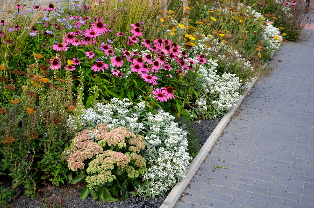 Echinacea, culture de la plante.