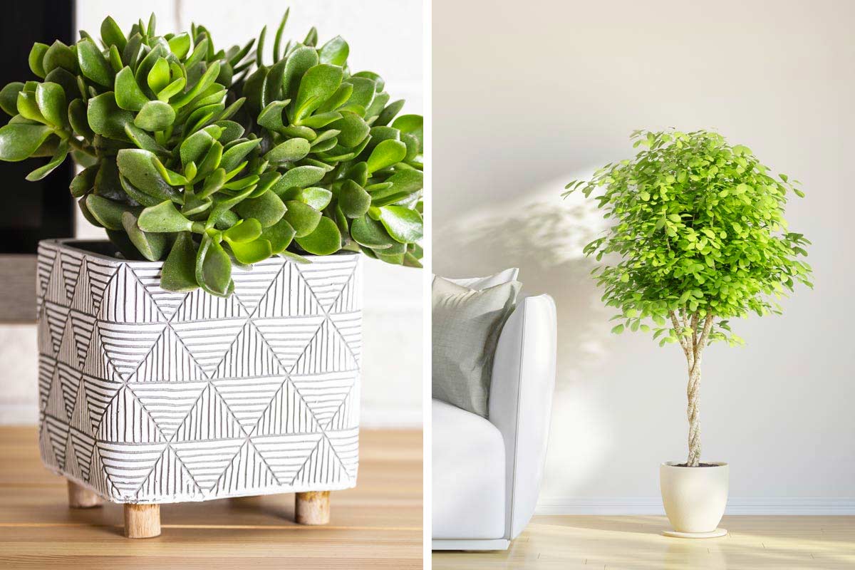 plantes d’intérieur élégantes pour un appartement super chic