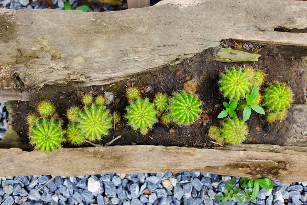 Créez une belle jardinière avec des branches sèches