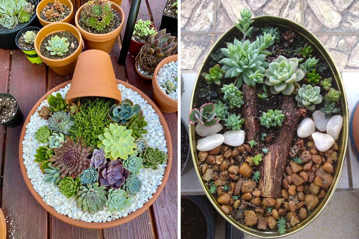 Mini-jardins merveilleux avec des petites succulentes.