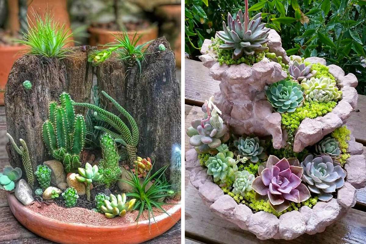 Mini-jardins créatifs avec des plantes succulentes.