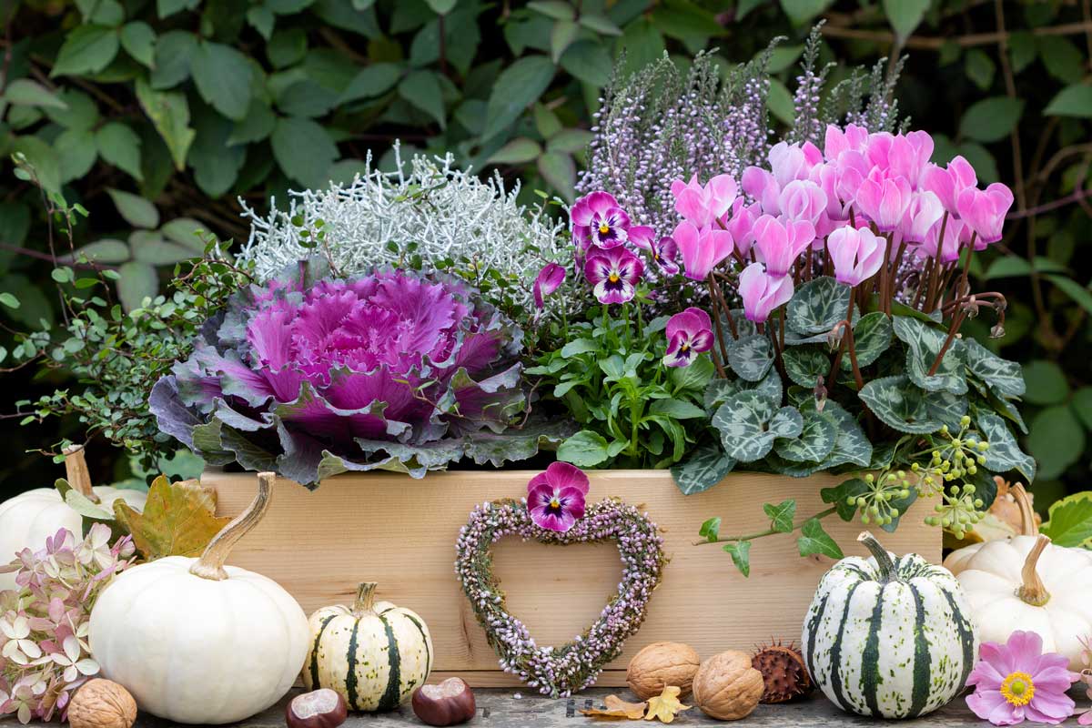 plantes pour égayer et colorer les balcons et les rebords de fenêtres en automne