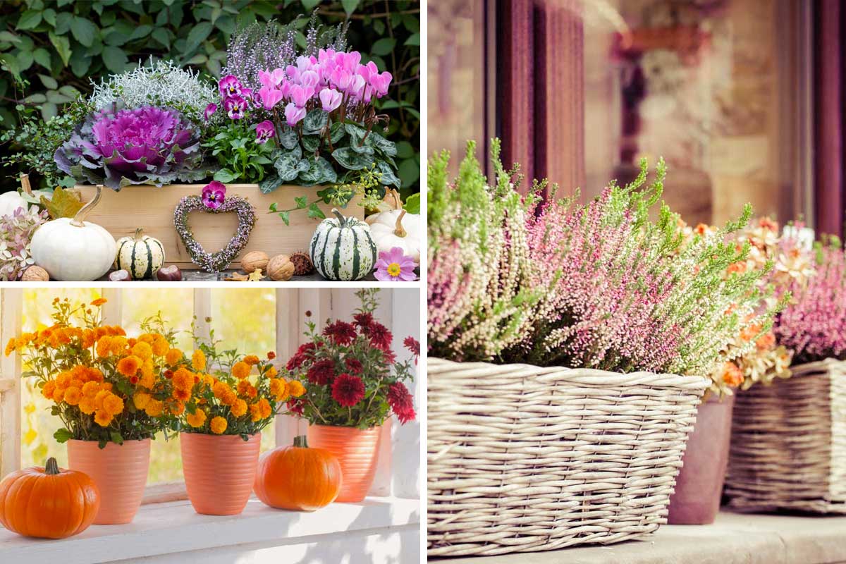 plantes pour égayer et colorer les balcons et les rebords de fenêtres en automne