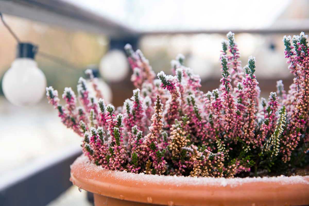 fleurs balcon hiver