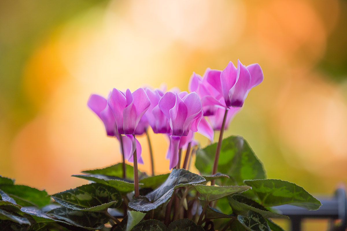 Des fleurs pour décorer le balcon d'hiver.