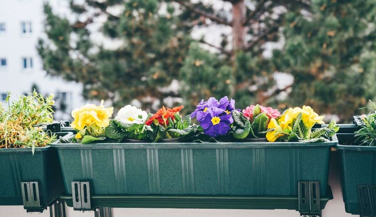 Fleurs vivaces Primevères en pots sur le balcon.