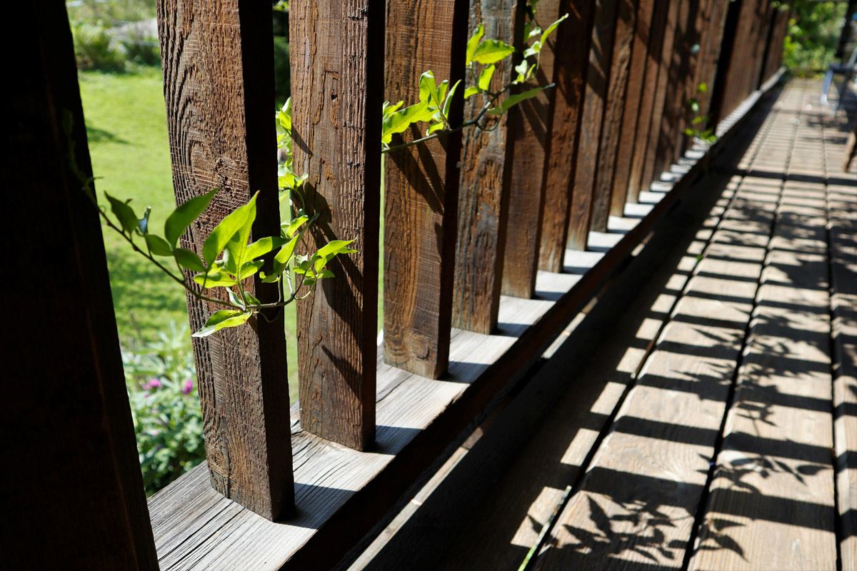 Jeune jasmin grimpant sur la balustrade du balcon.