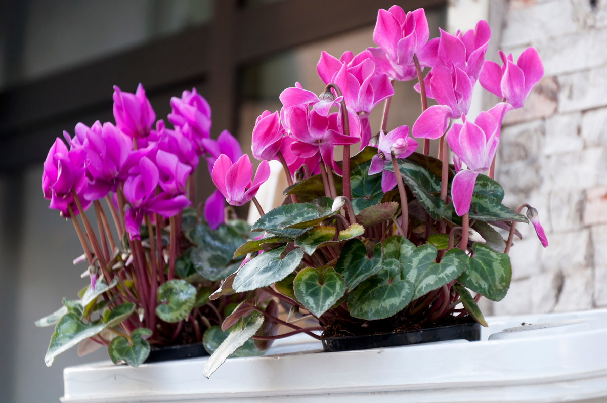 Cyclamen fuchsia en pot sur le balcon en hiver.