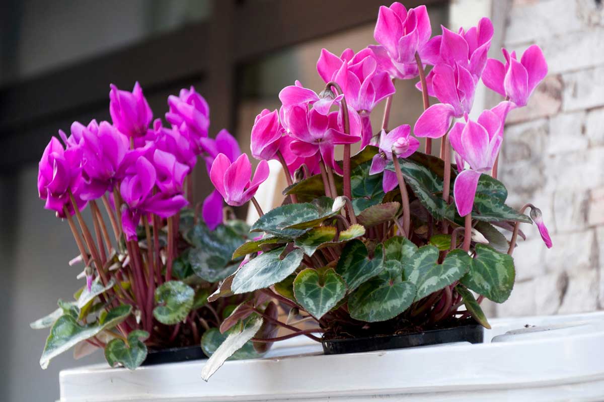 Fleurs pour le balcon en hiver.