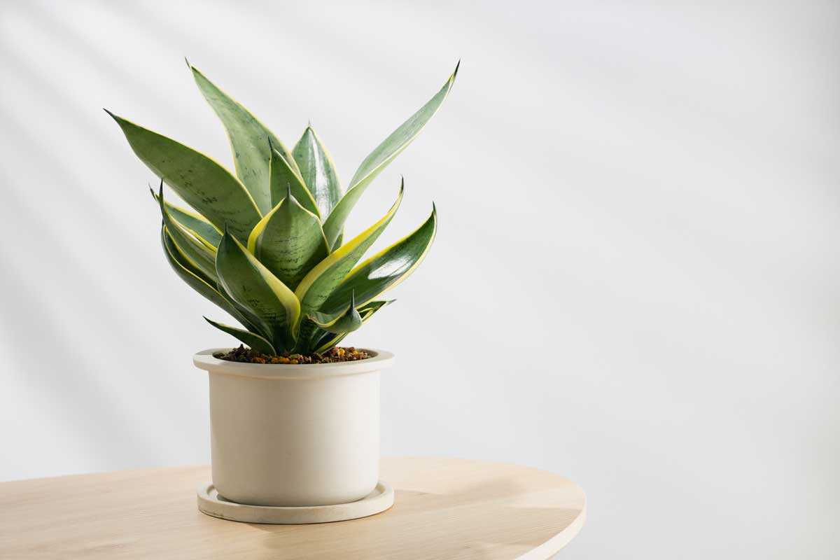 Où placer le Sansevieria.