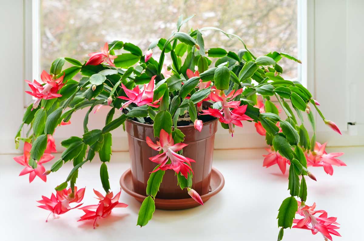 Schlumbergera Cactus de Noël