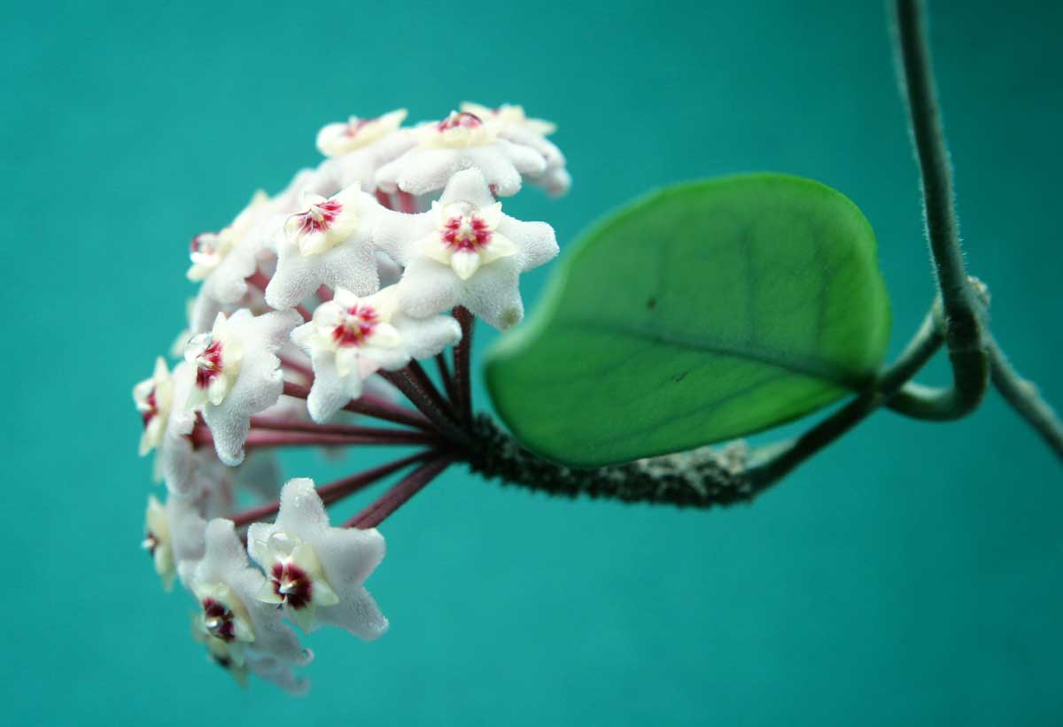 Fleur de cire 'Hoya', une belle plante d'intérieur.