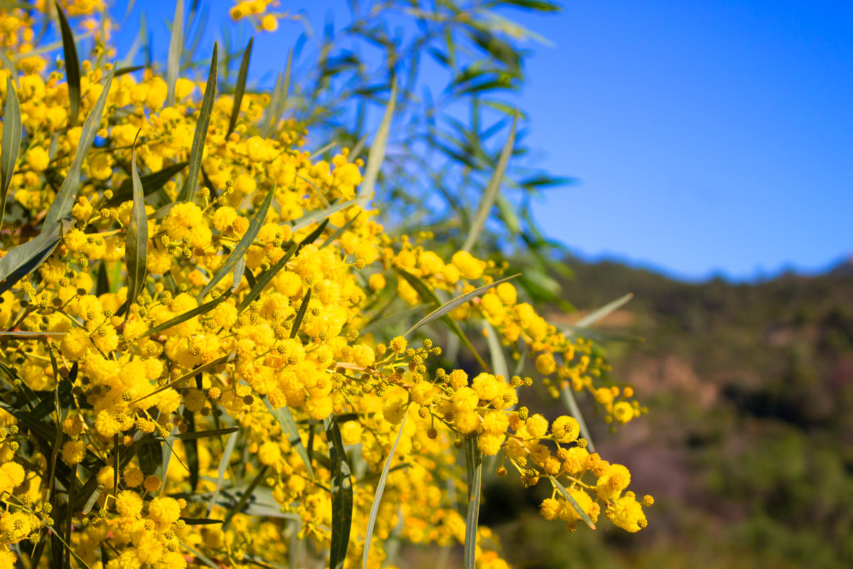 Mimosa dans le jardin.