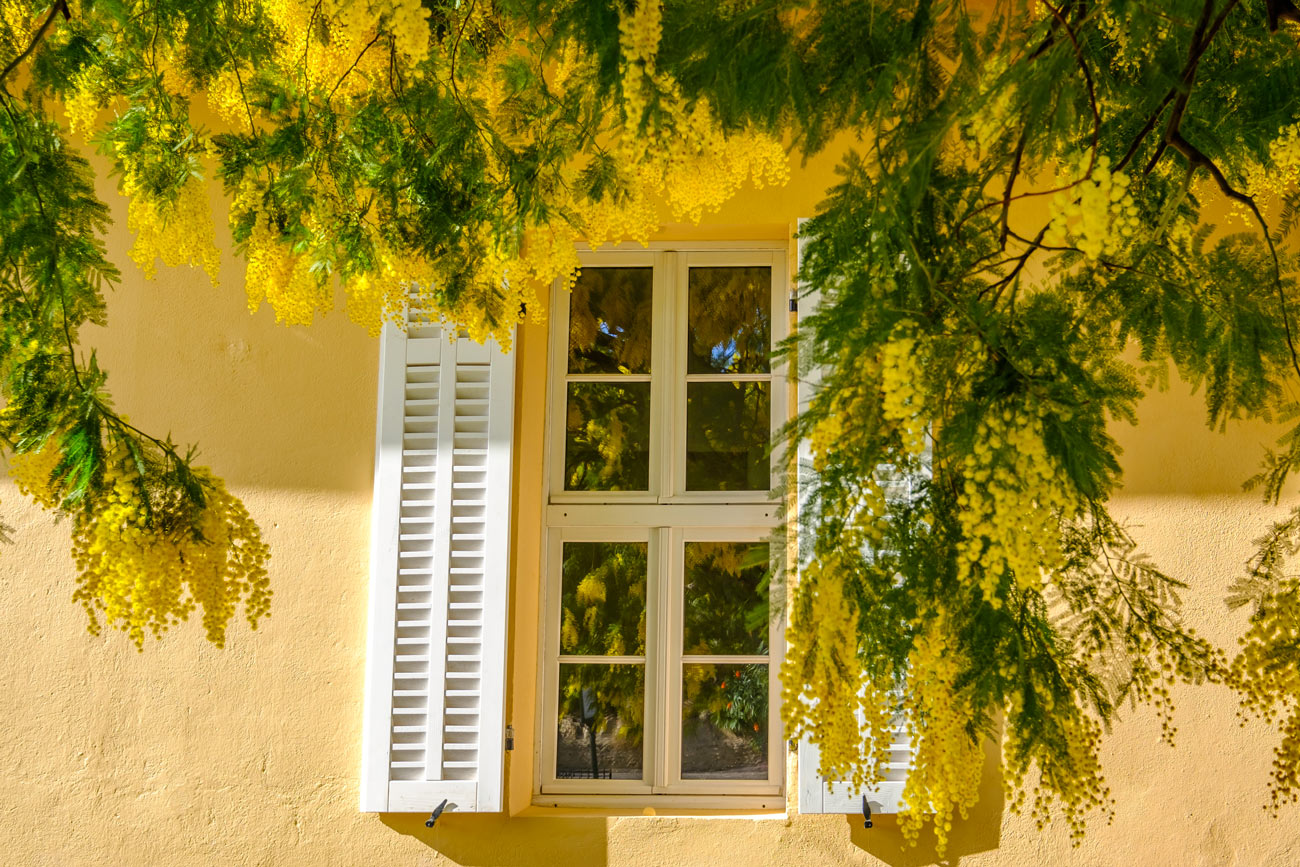 plante mimosa devant une fenêtre